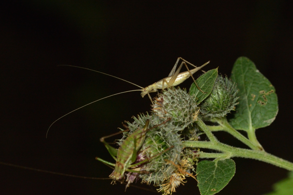 Oecanthus pellucens - pirregőtücsök