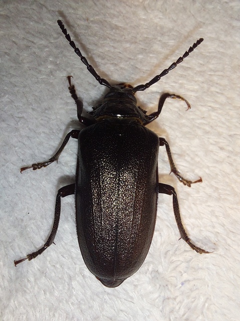 Prionus coriarius - csőszcincér