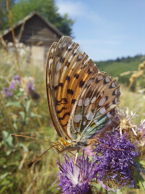 Argynnis aglaja - kerekfoltú gyöngyházlepke