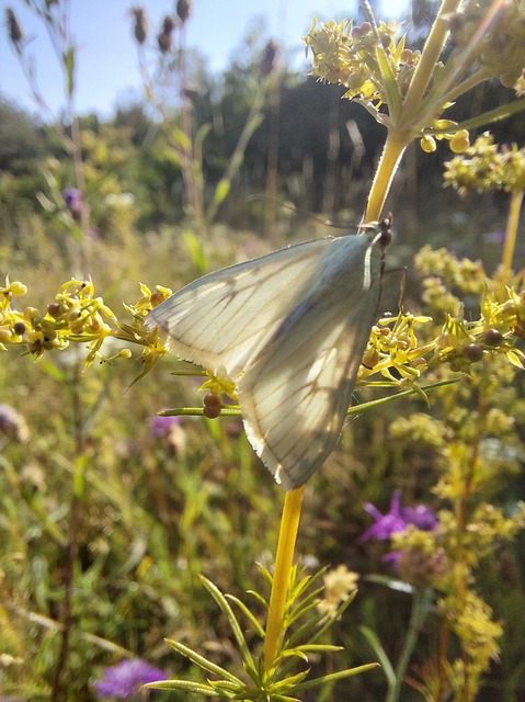 Sitochroa palealis - kénszárnyú dudvamoly