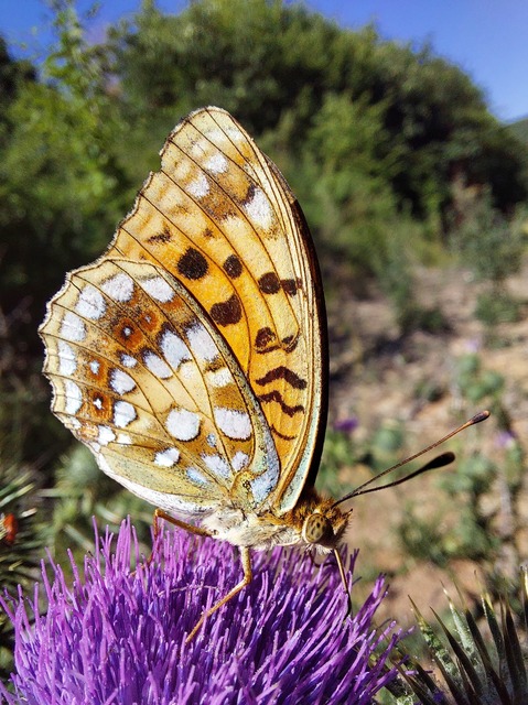 Argynnis adippe - ezüstös gyöngyházlepke