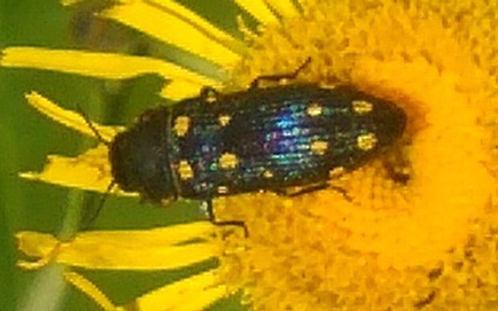 Acmaeodera degener - sárgafoltos zömökdíszbogár