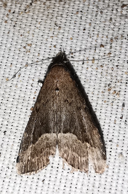 Schrankia taenialis - lomberdei karcsúbagoly