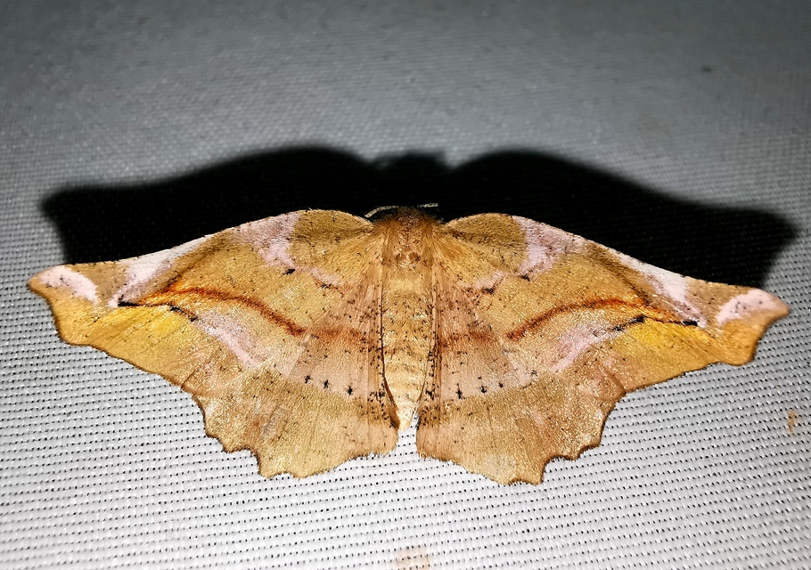 Apeira syringaria - orgona-araszoló