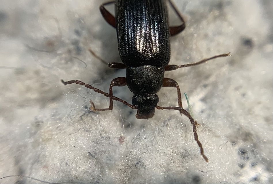 Allecula morio - karcsú alkonybogár Allecula morio - karcsú alkonybogár