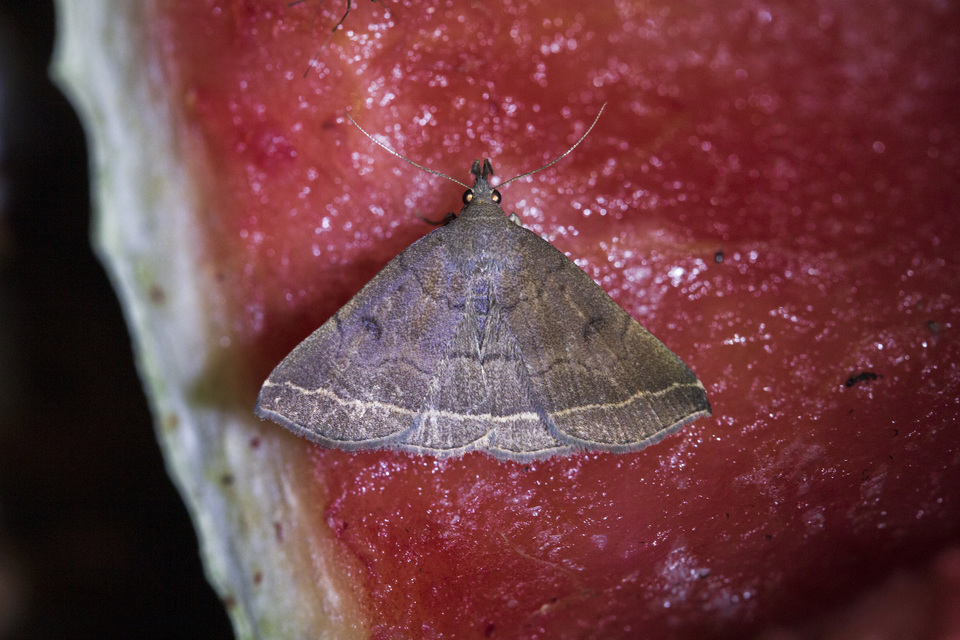 Pechipogo plumigeralis - tollascsápú karcsúbagoly