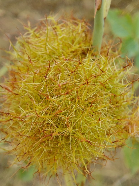 Diplolepis rosae - rózsagubacsdarázs