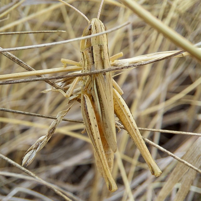 Euchorthippus declivus - rövidszárnyú rétisáska
