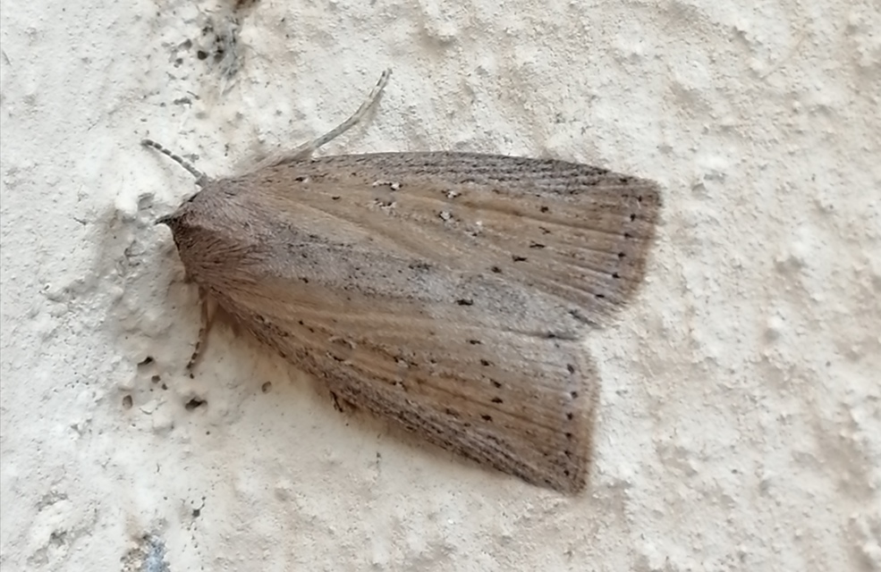 Chilodes maritima - négyfoltos nádibagoly