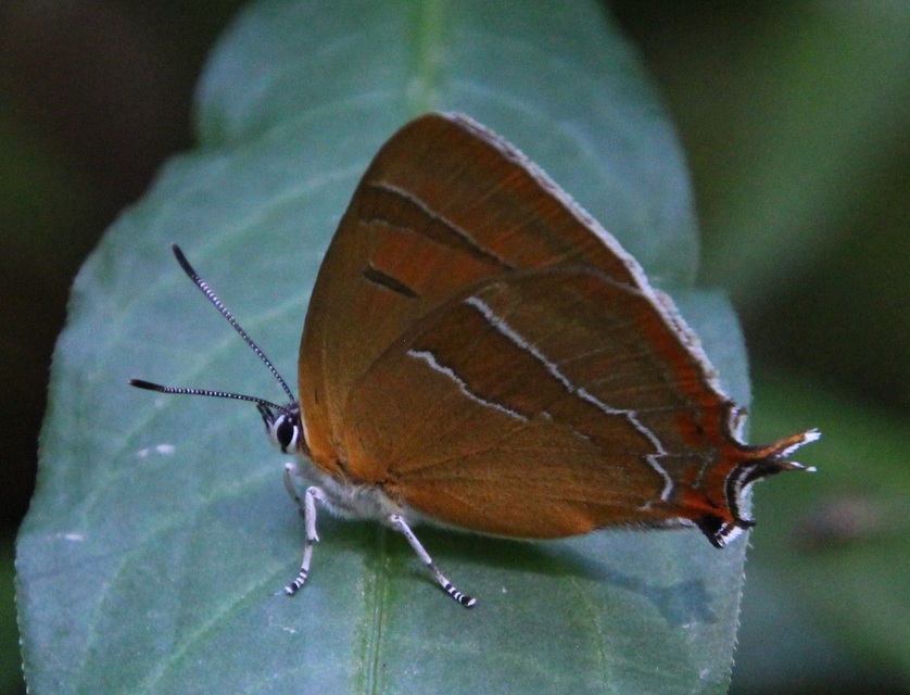 Thecla betulae - nyírfalepke