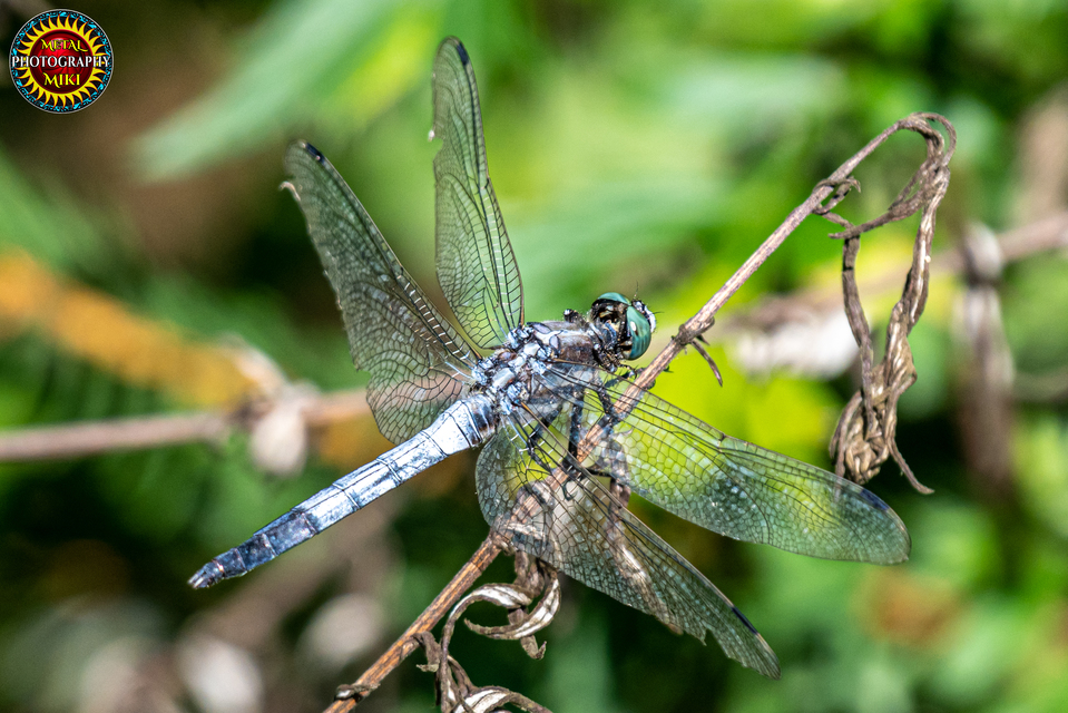 Orthetrum albistylum - fehérfarkú pásztorszitakötő