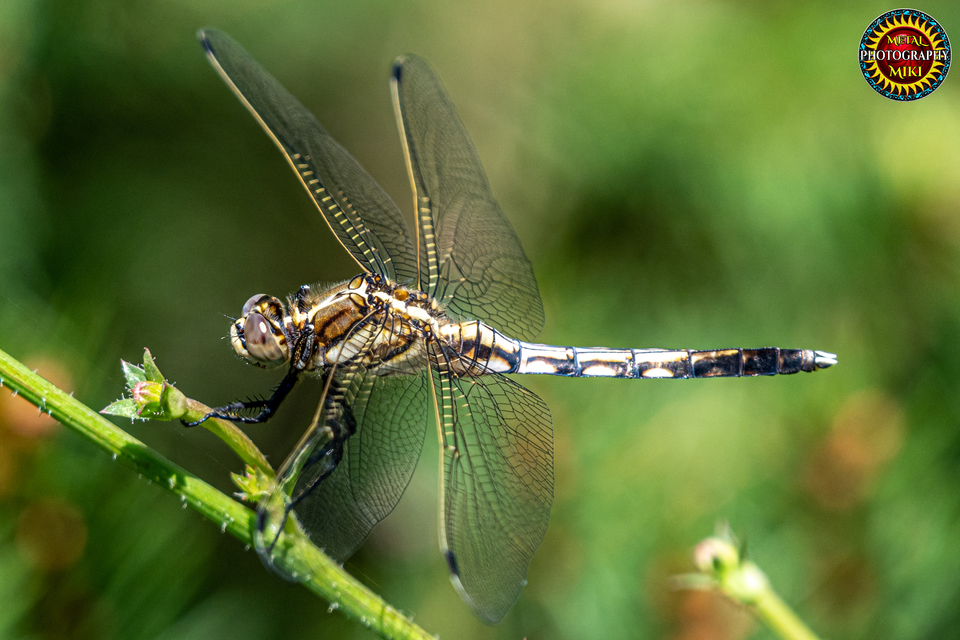 Orthetrum albistylum - fehérfarkú pásztorszitakötő