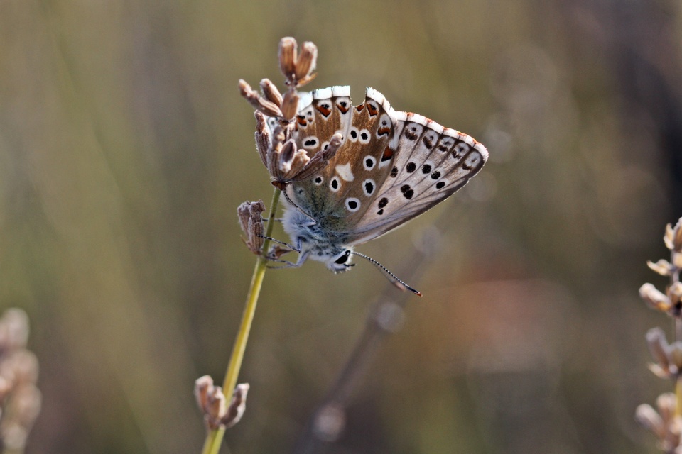Polyommatus coridon - ezüstkék boglárka