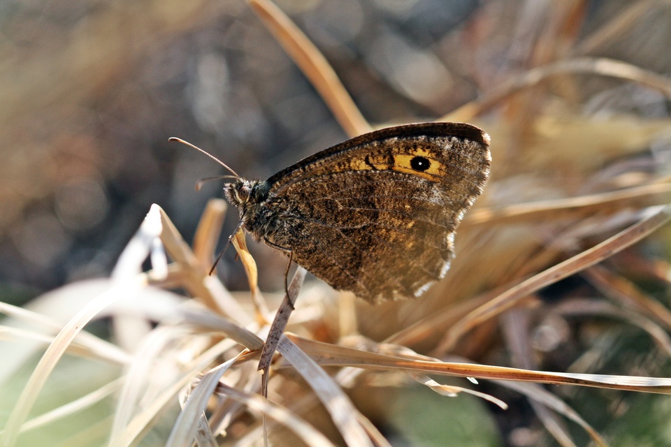 Arethusana arethusa - közönséges szemeslepke