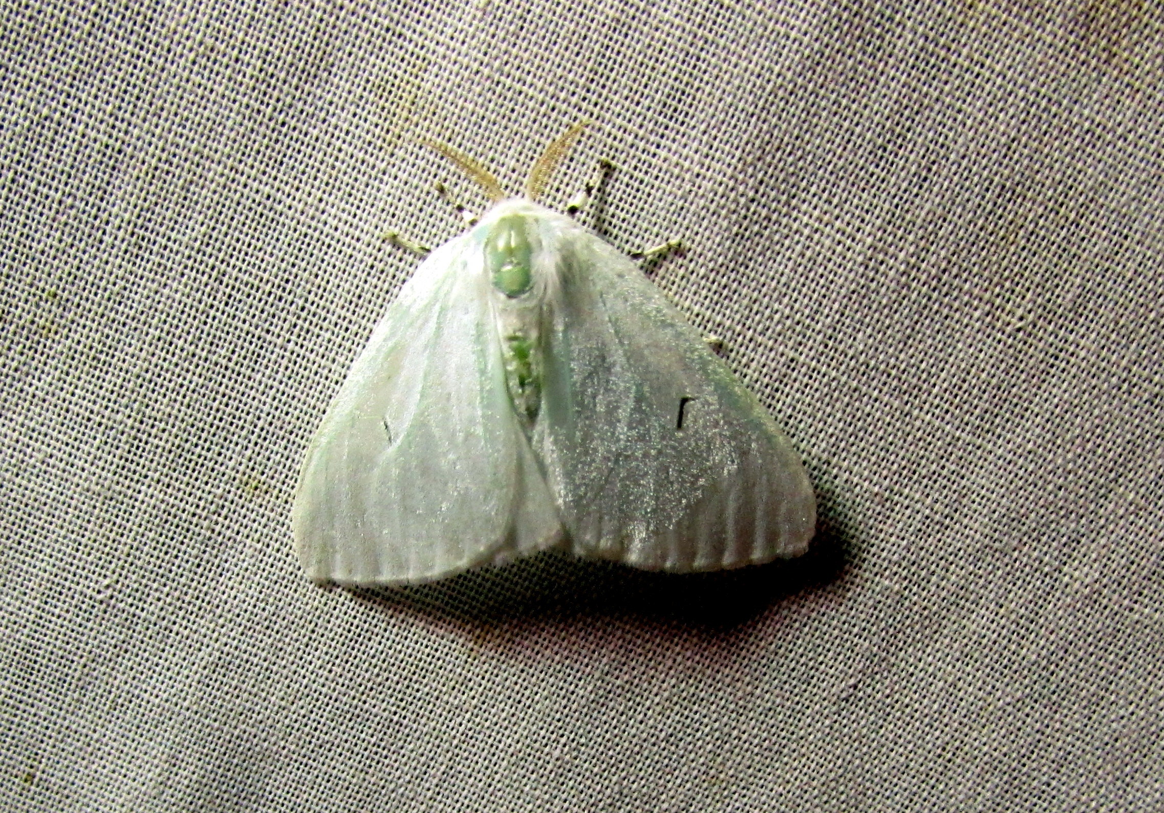 Arctornis l-nigrum - L-betűs gyapjaslepke