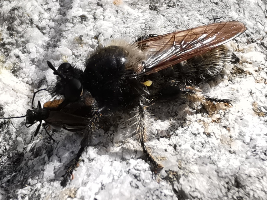 Laphria