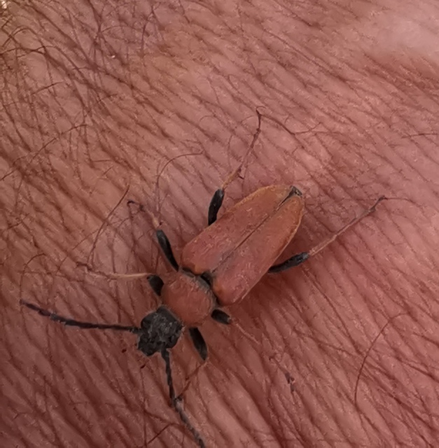 Stictoleptura rubra - vörös virágcincér