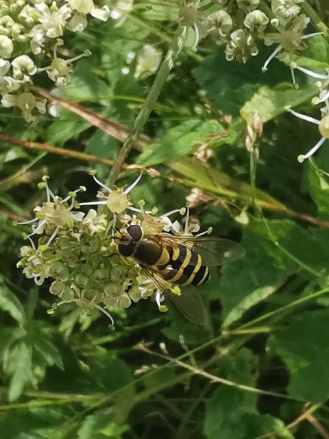 Syrphus
