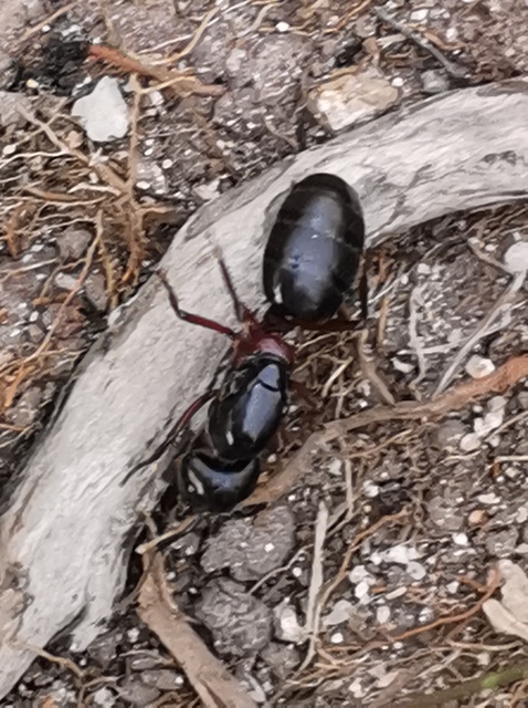 Camponotus ligniperda - faodvasító lóhangya