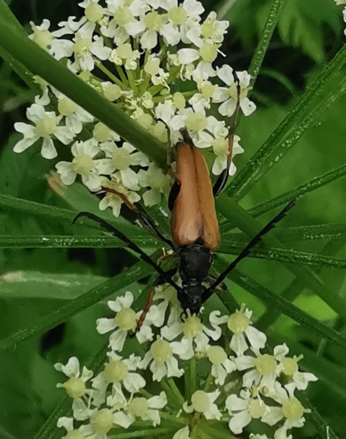 Stictoleptura rubra - vörös virágcincér