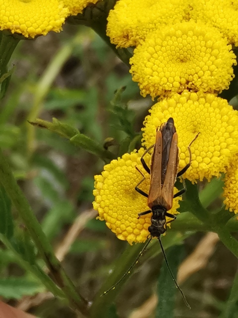 Oedemera femorata - sárgahátú álcincér