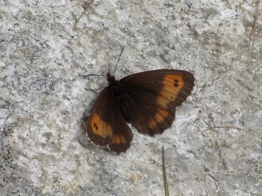 Erebia euryale
