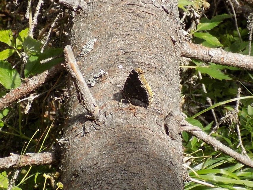Nymphalis antiopa - gyászlepke