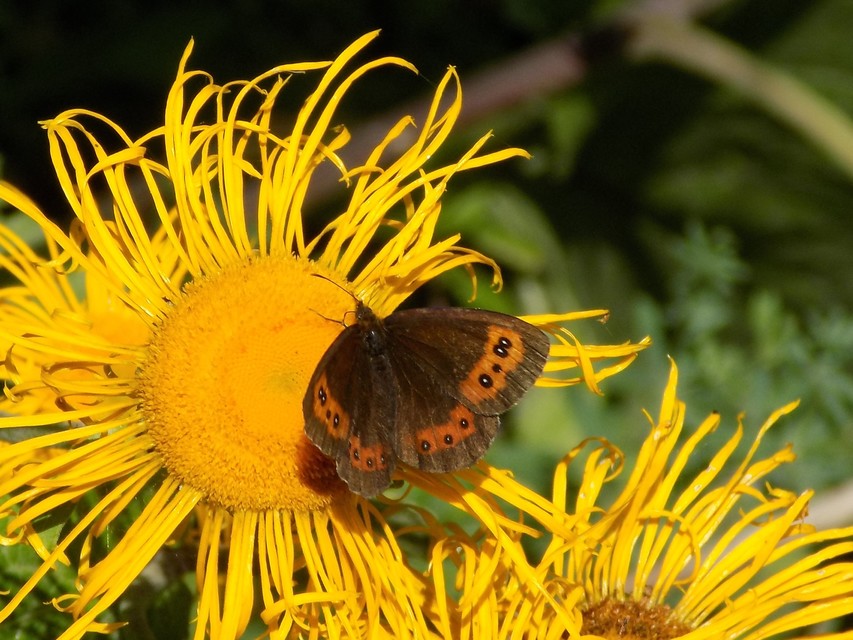 Erebia aethiops - közönséges szerecsenlepke