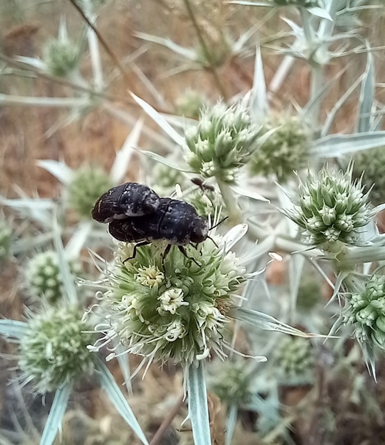 Acmaeoderella mimonti - homoki zömökdíszbogár