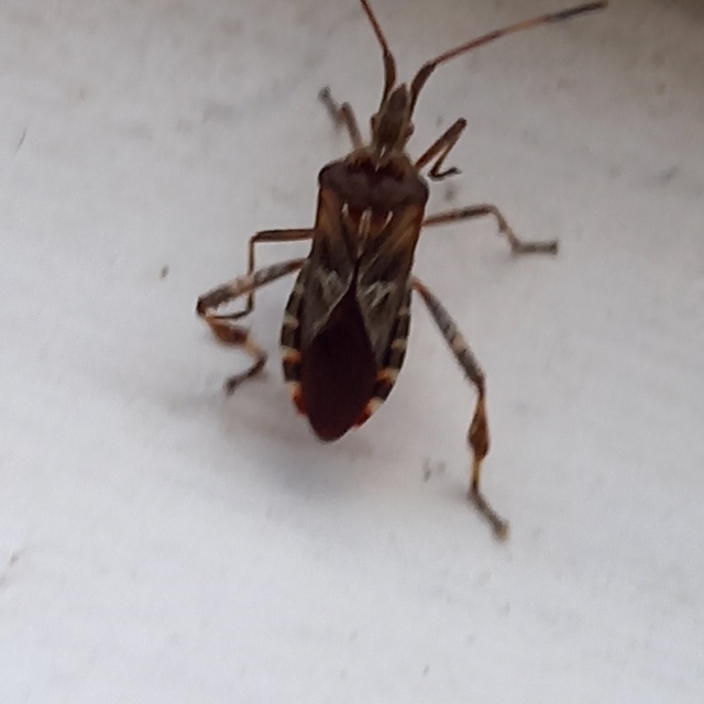 Leptoglossus occidentalis - nyugati levéllábú poloska