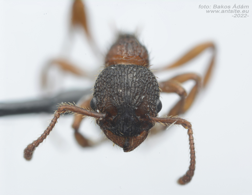 Myrmica schencki - kétszínű bütyköshangya