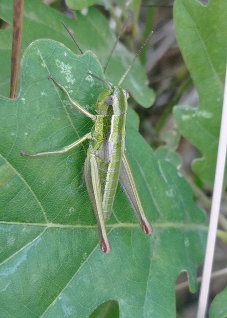 Euthystira brachyptera - smaragdzöld sáska