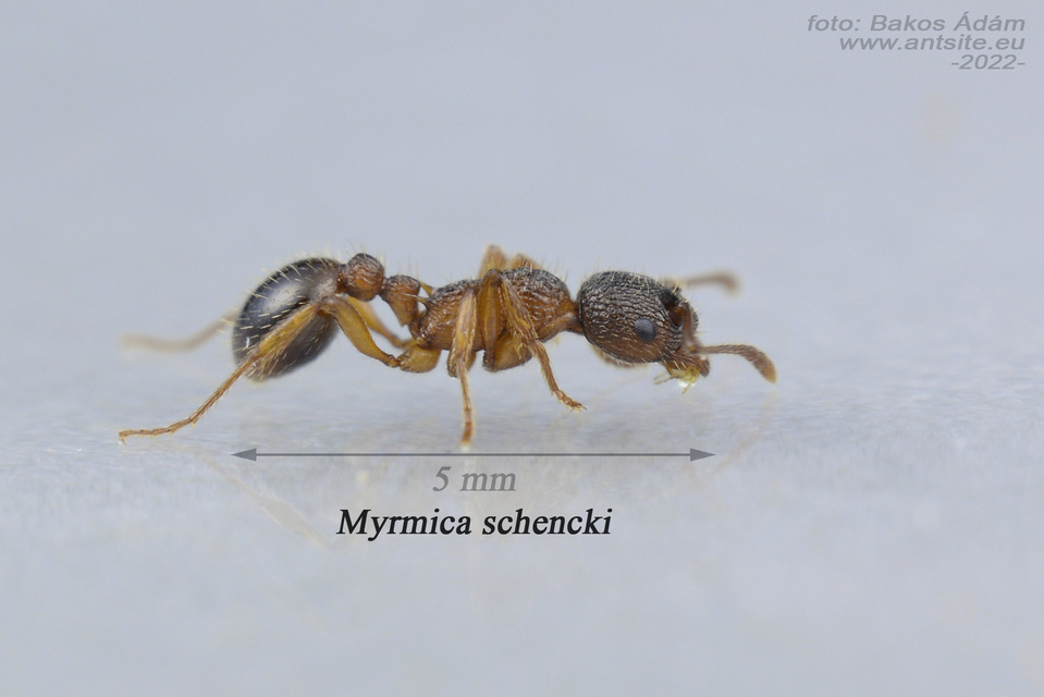 Myrmica schencki - kétszínű bütyköshangya
