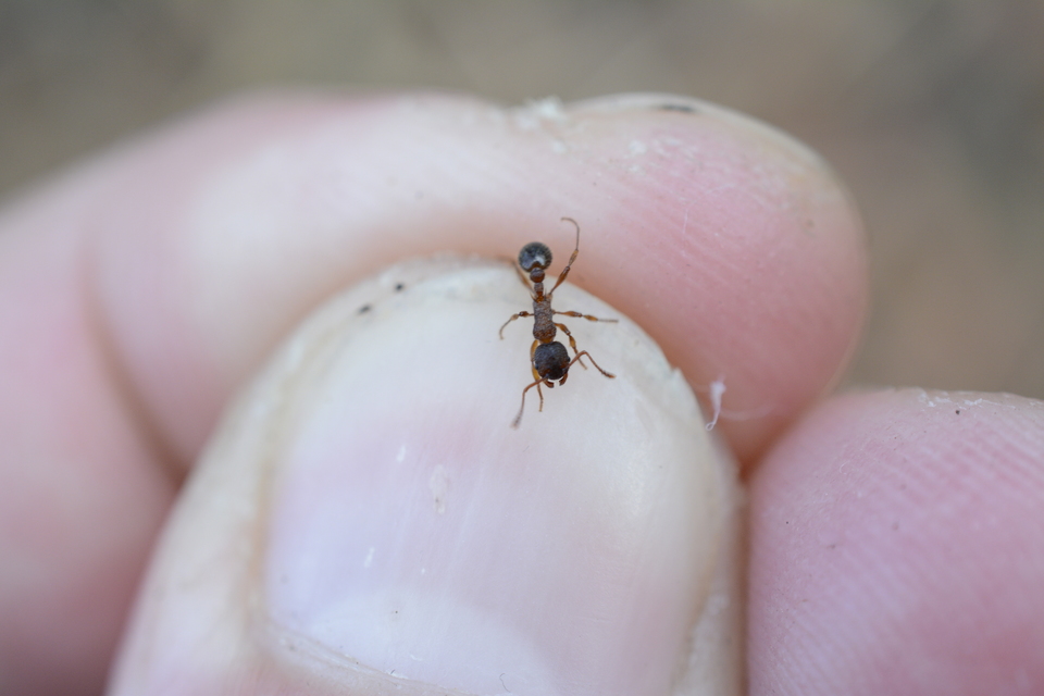 Myrmica schencki - kétszínű bütyköshangya