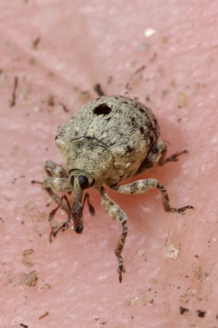 Cionus thapsus - kis ökörfarkkóró-gömbormányos