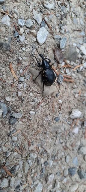 Liparus glabrirostris - közönséges acsalapuormányos