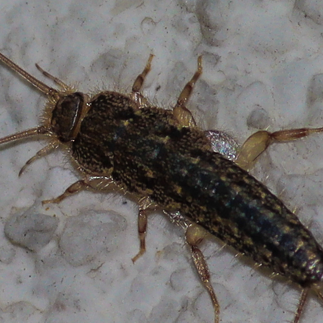 Ctenolepisma