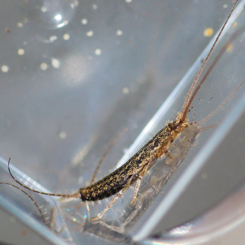Ctenolepisma