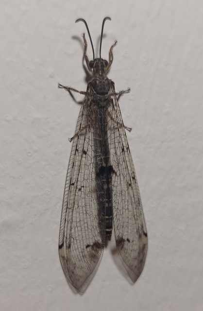 Distoleon tetragrammicus - négyfoltos hangyaleső