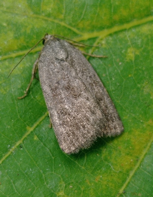 Acosmetia caliginosa - imolabagoly