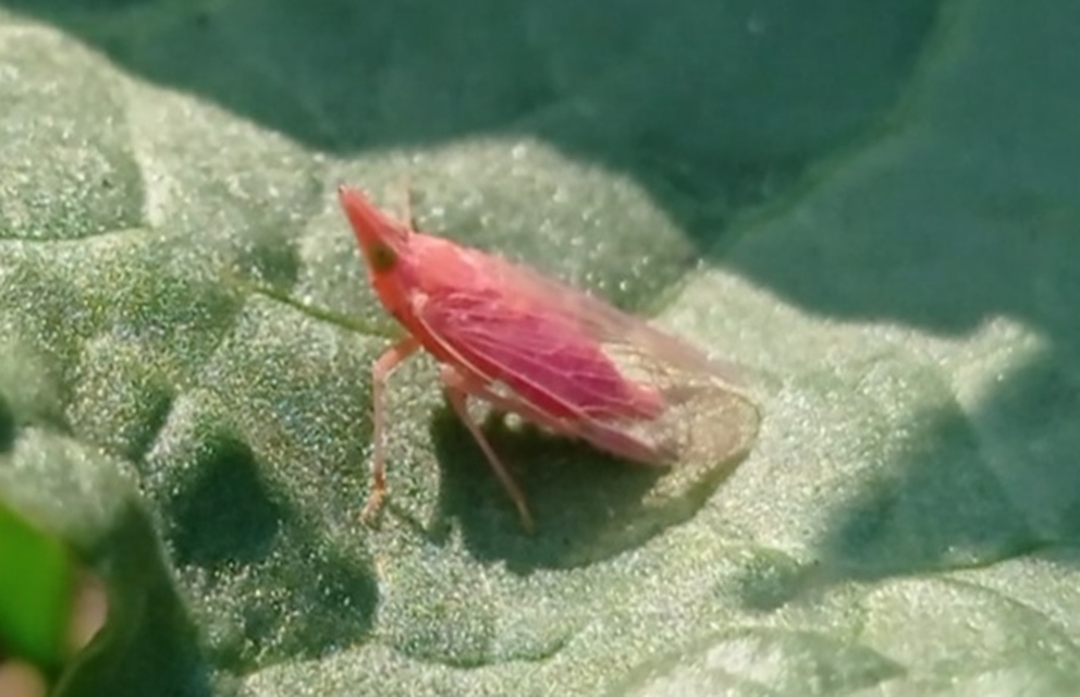 Dictyophara