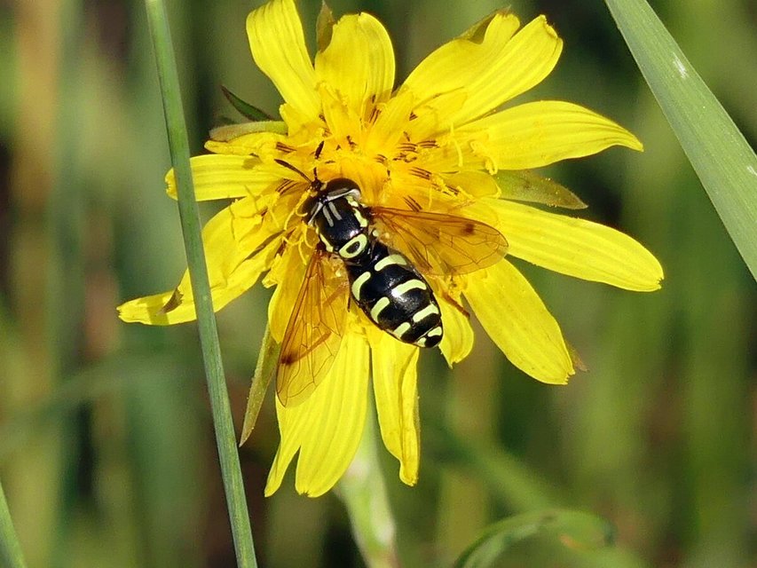Chrysotoxum