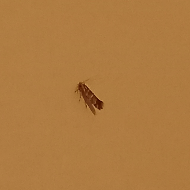 Cameraria ohridella - vadgesztenye-sátorosmoly
