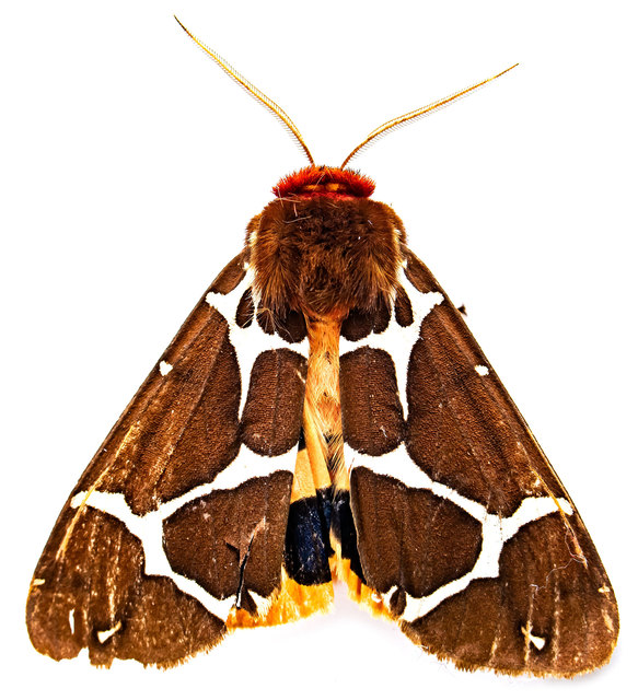 Arctia caja - közönséges medvelepke