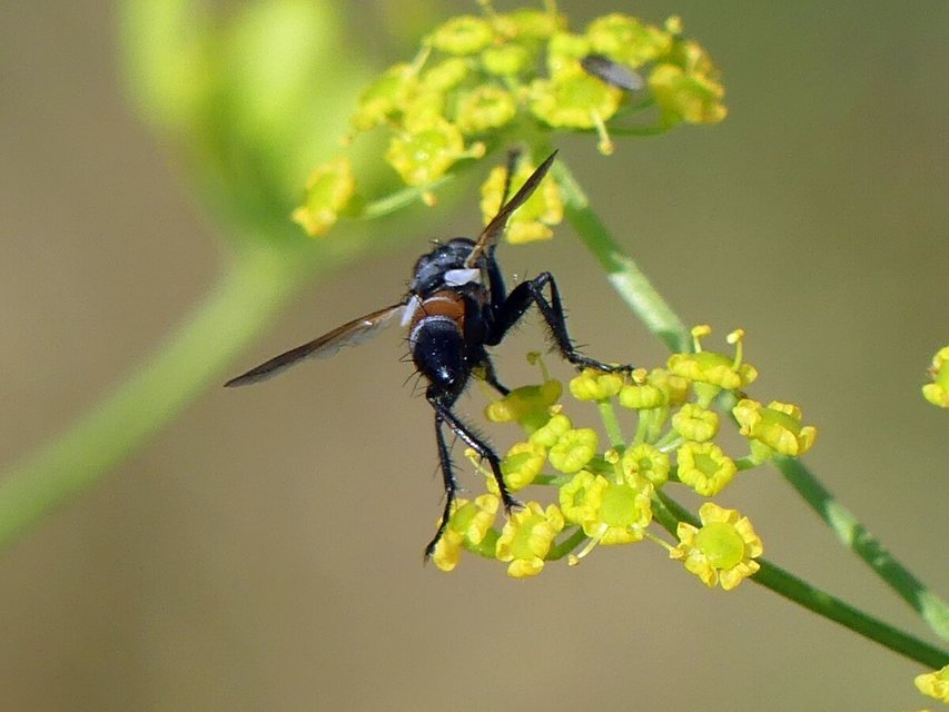 Cylindromyia