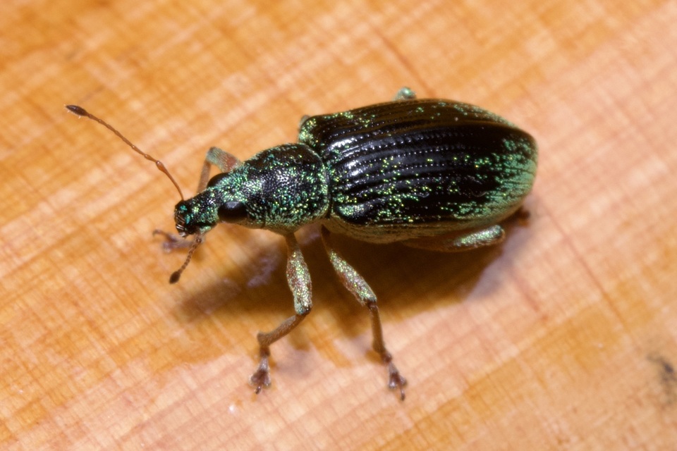 Polydrusus formosus - selymes lombormányos