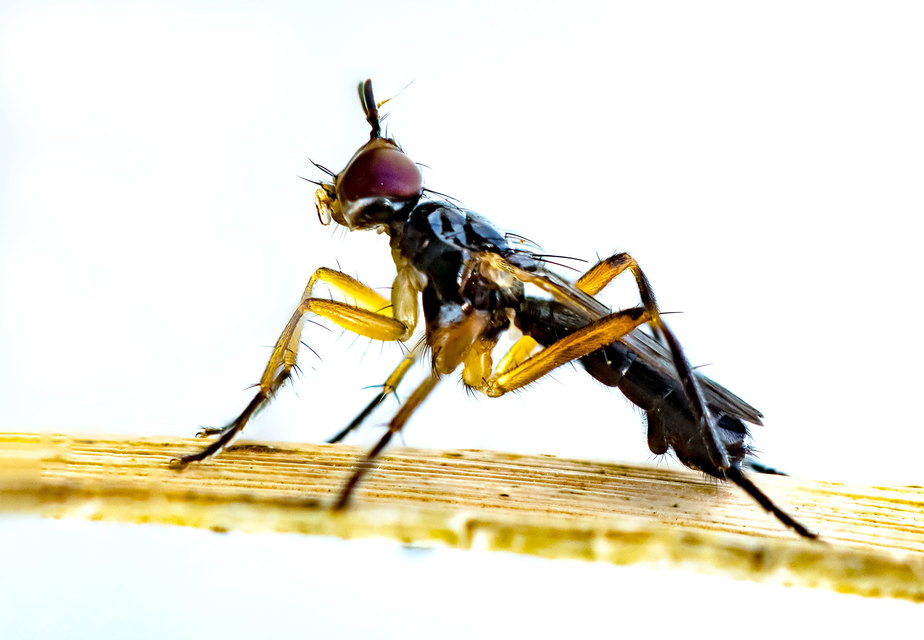 Scathophagidae
