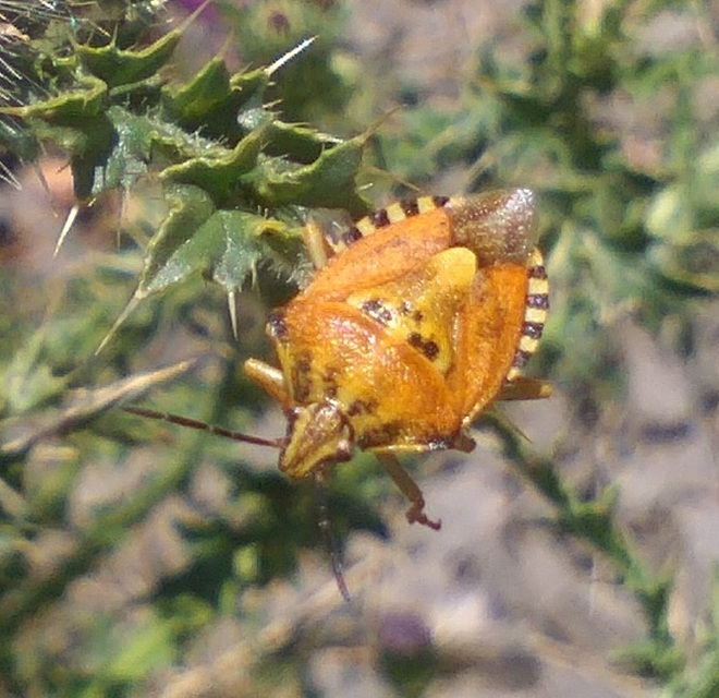 Carpocoris