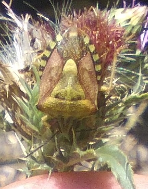 Carpocoris purpureipennis - piros gyümölcspoloska Carpocoris purpureipennis - piros gyümölcspoloska