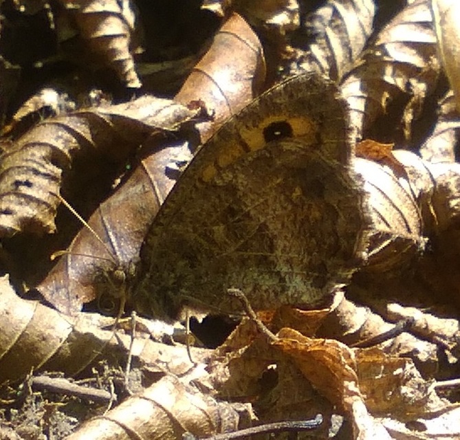 Arethusana arethusa - közönséges szemeslepke